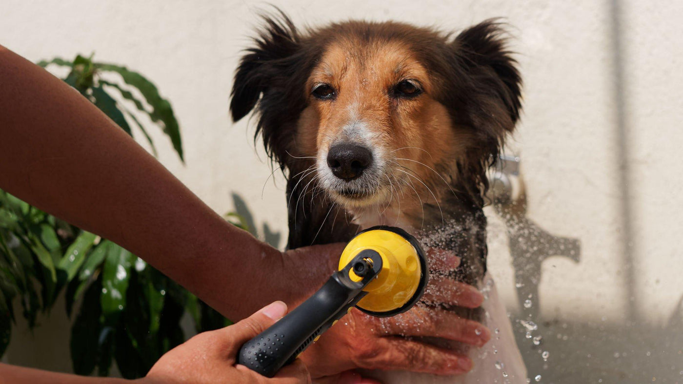 Buy Pet Grooming